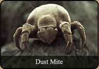 Dustmite